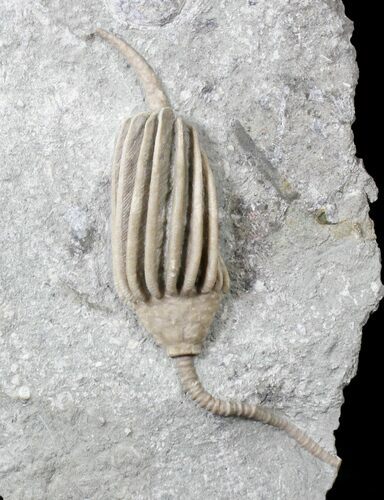 Macrocrinus Crinoid With Long Stem - Preserved Anal Tube #19867